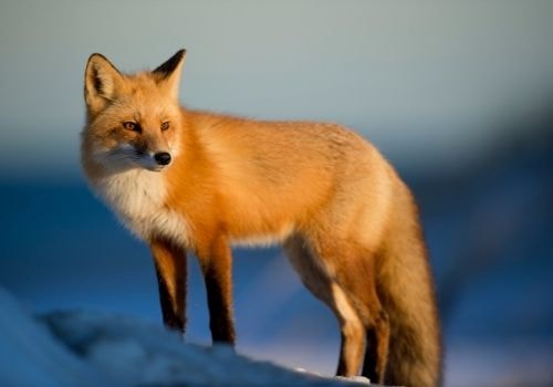 Un renard 