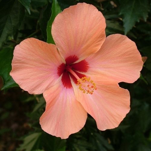 Un Hibiscus 