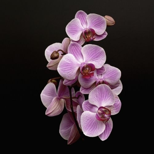 Une orchidée 