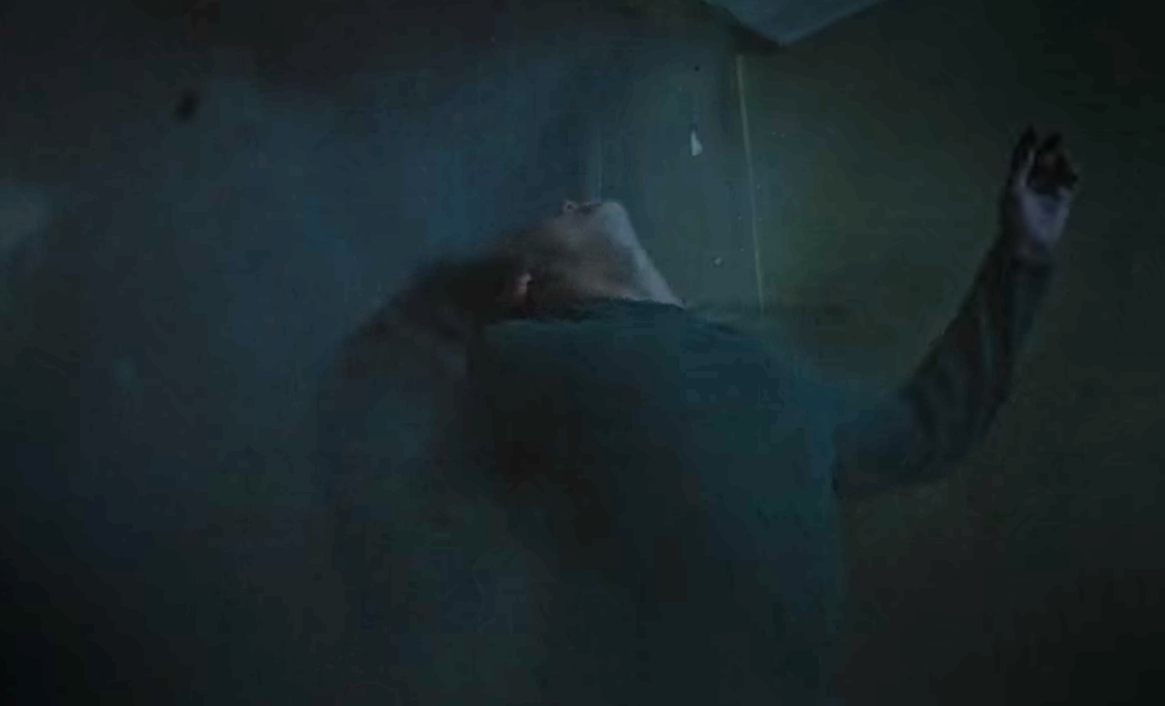 rivervale-rivervale-questions-betes-explosion