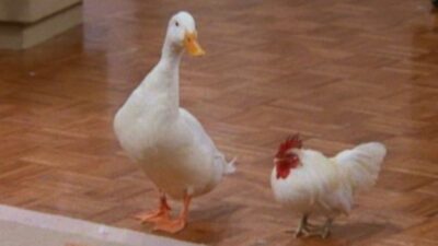 Friends : le quiz le plus dur du monde sur la poule et le canard