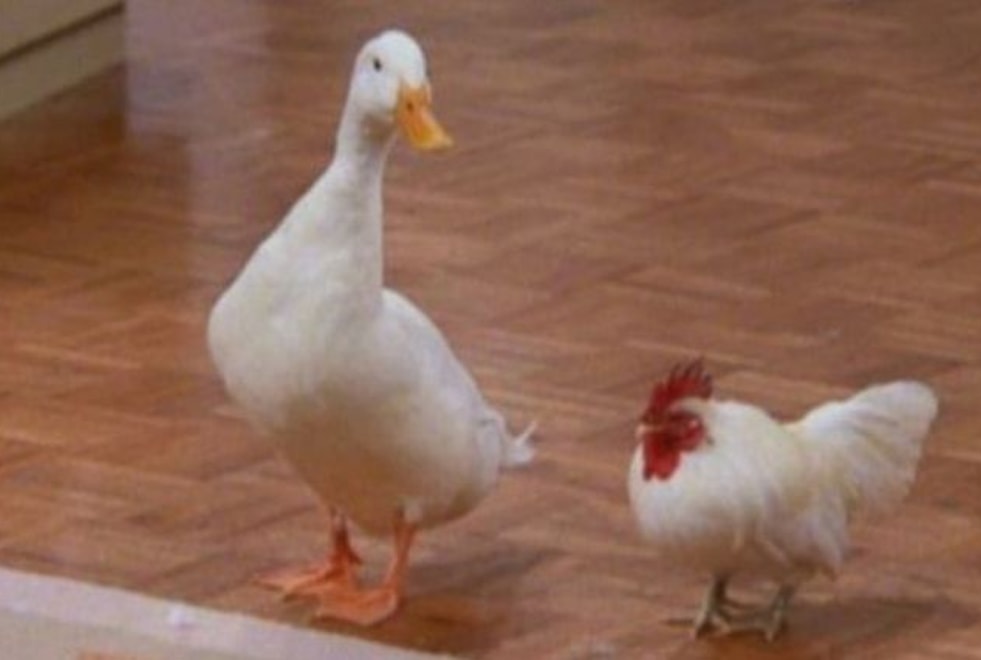Friends : le quiz le plus dur du monde sur la poule et le canard