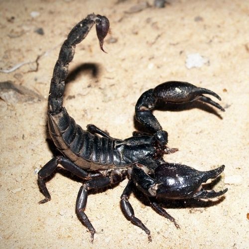  Un scorpion 
