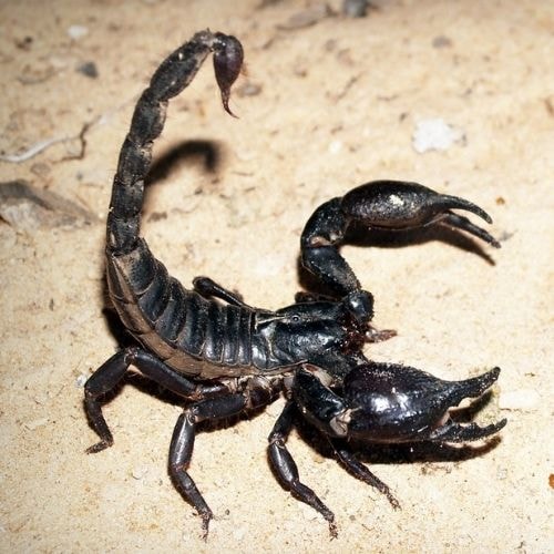 Le scorpion