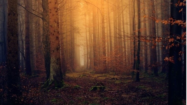 Dans une forêt lugubre