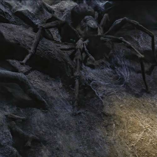 Te faire courser par la famille d'Aragog pendant 2 heures