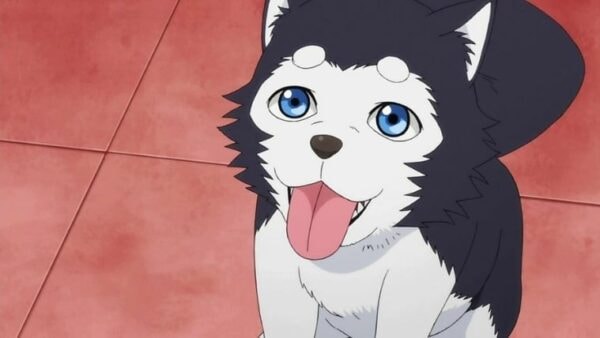 animaux-anime-15