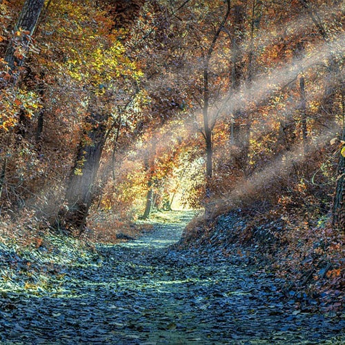 Dans une forêt