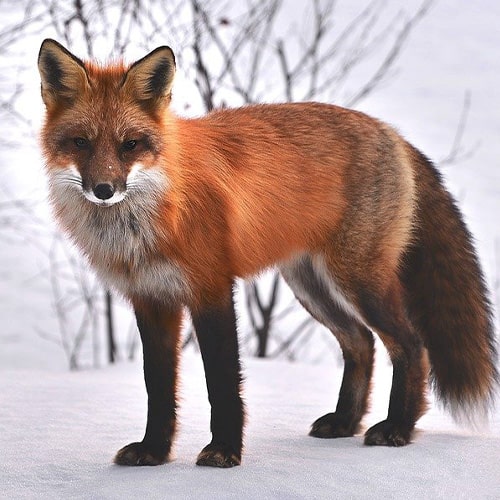 Un renard 