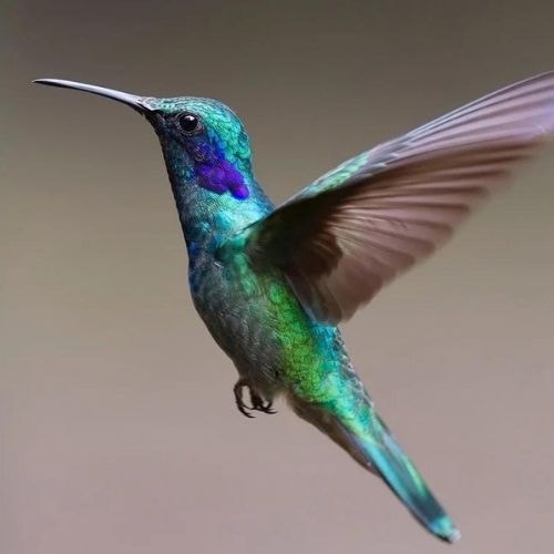 Le colibri