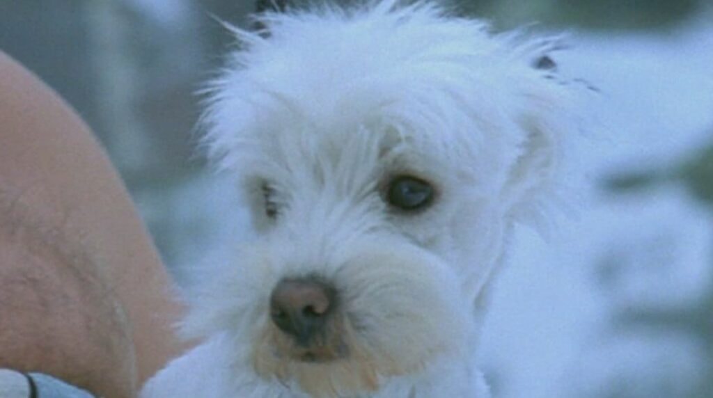 idefix
