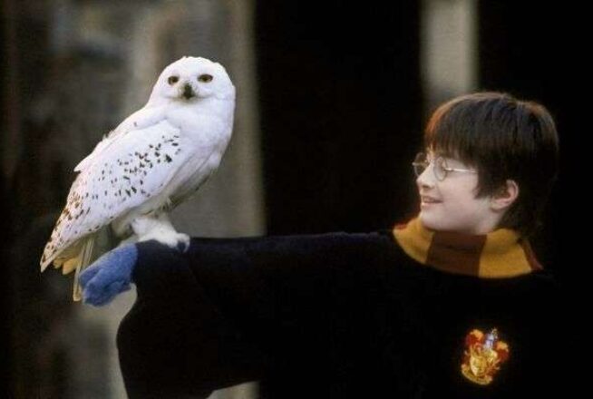 Quiz : combien d&rsquo;animaux de compagnie de Harry Potter peux-tu citer en un temps record ?