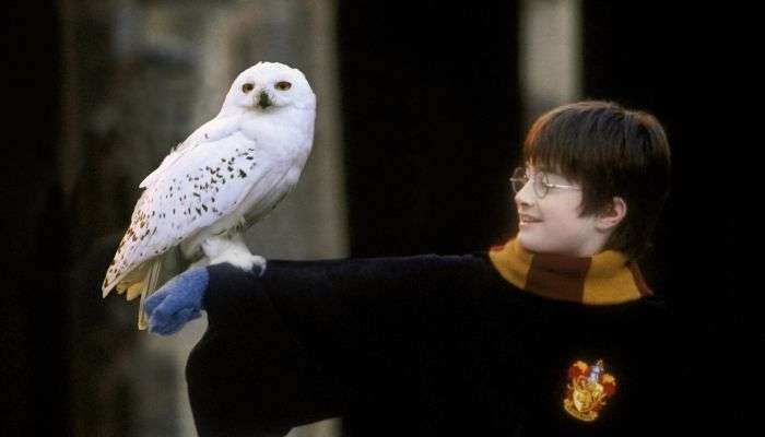 Quiz : combien d'animaux de compagnie de Harry Potter peux-tu citer en un temps record ?
