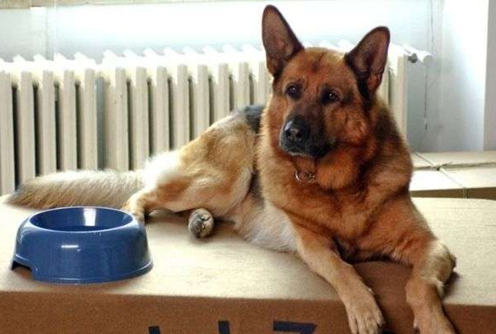 Rex, chien flic : seul un vrai fan de la série aura 5/5 à ce quiz