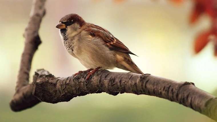 Les oiseaux