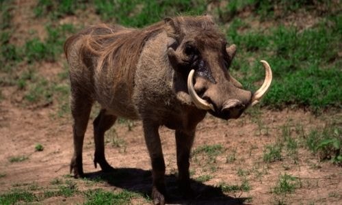 De la viande d'animaux sauvages