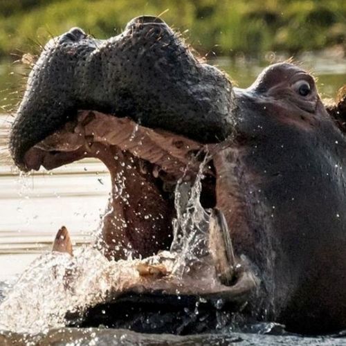 D'être un hippopotame