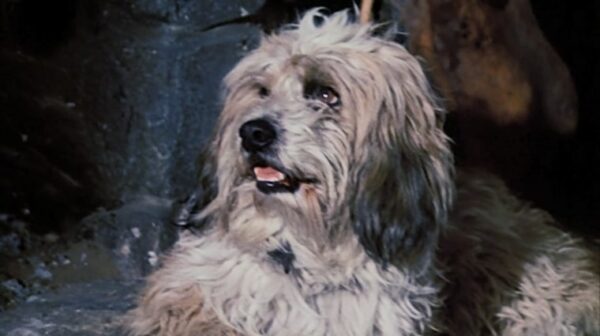 jack, chien, la petite maison dans la prairie