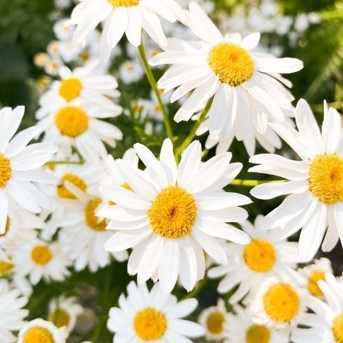 Des marguerites 