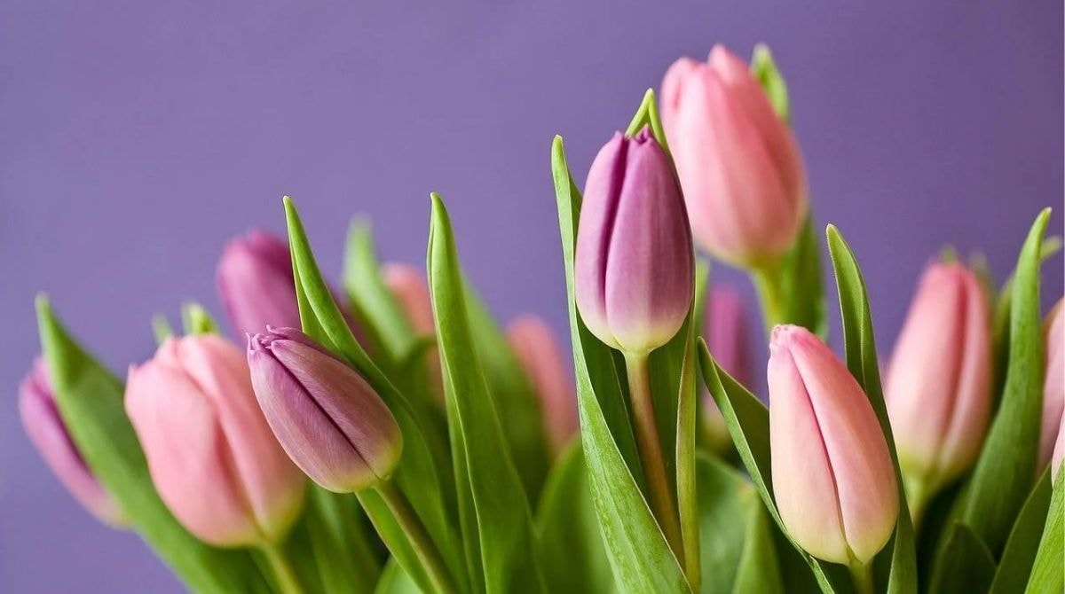 Tulipes