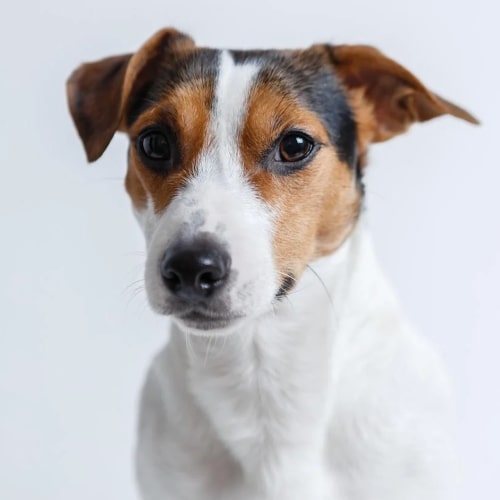 Jack Russell