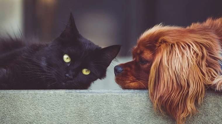 Un chat/un chien trop mignon