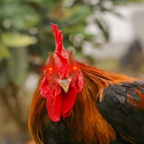 Un coq malveillant