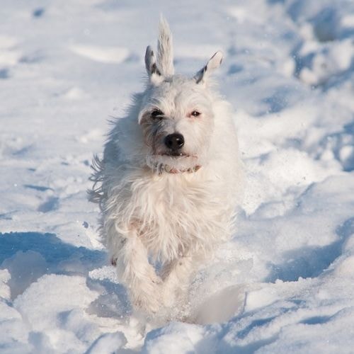 Fox-terrier