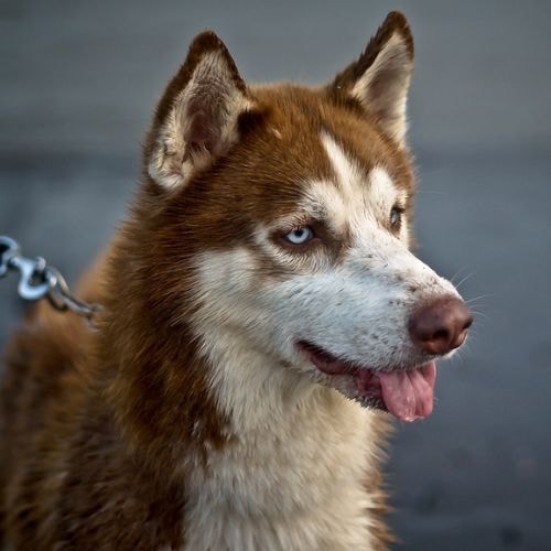 Husky