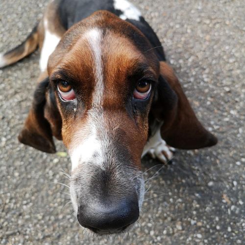 Basset hound