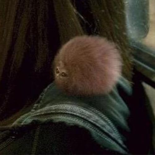 Un boursoufflet