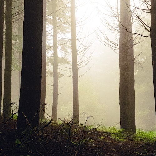 Dans la forêt