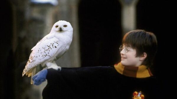 Harry Potter: pourquoi Hedwige a été tué dans les reliques de la mort ? -  MCE TV