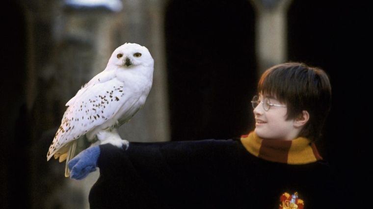 harry-potter-hedwige