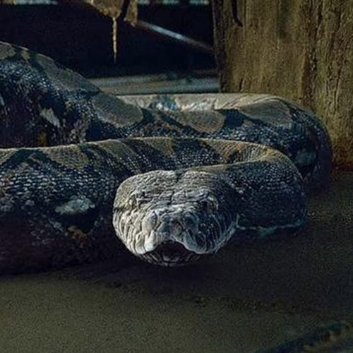 Nagini