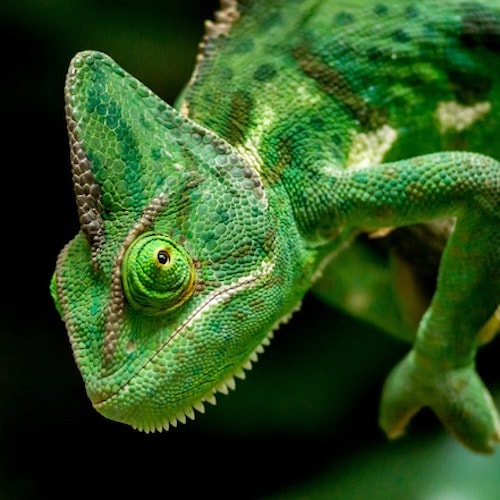 Un caméléon