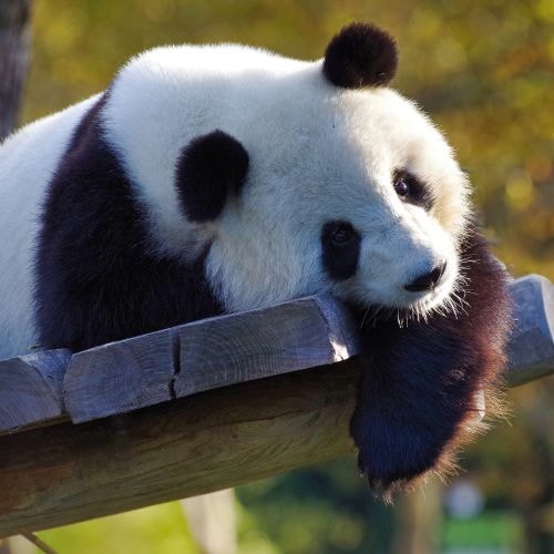 Le panda