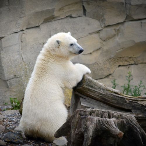 Un ours blanc