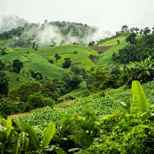 Dans la jungle peuplée d'animaux