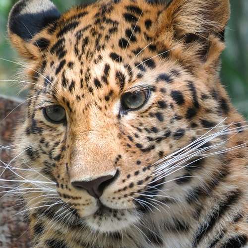 Un léopard
