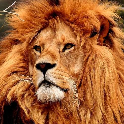 Un lion