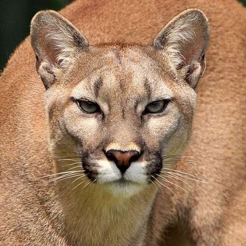 Un puma