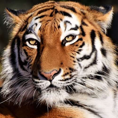 Le tigre