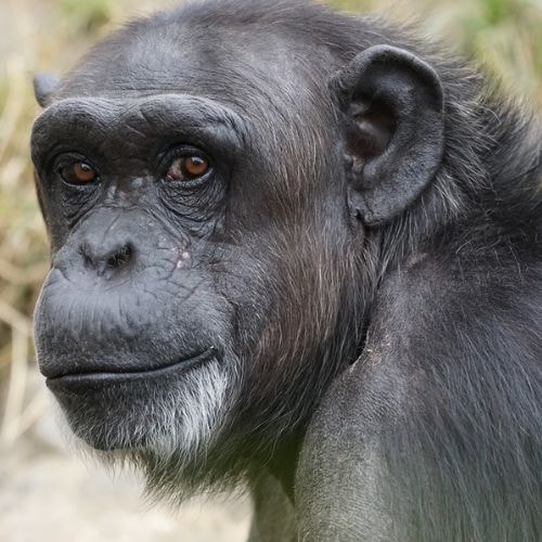 Un chimpanzé