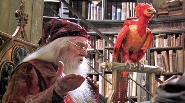 harry potter dumbledore phenix