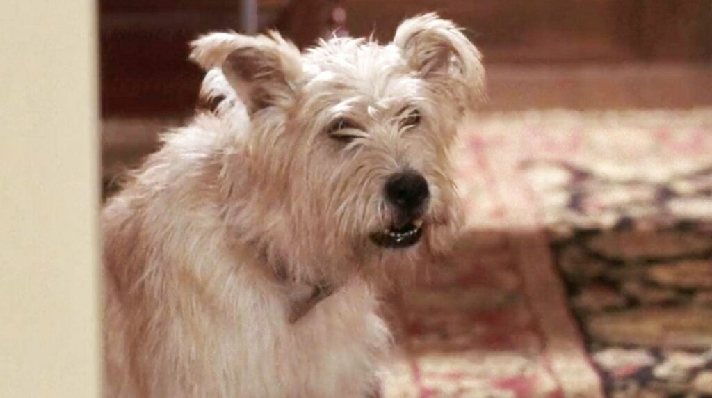 Doc est le chien de Meredith dans Grey's Anatomy.