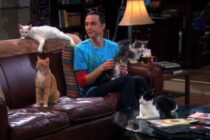 The Big Bang Theory : aviez-vous remarqué cette incohérence avec Sheldon et les chats ?