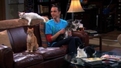 The Big Bang Theory : aviez-vous remarqué cette incohérence avec Sheldon et les chats ?