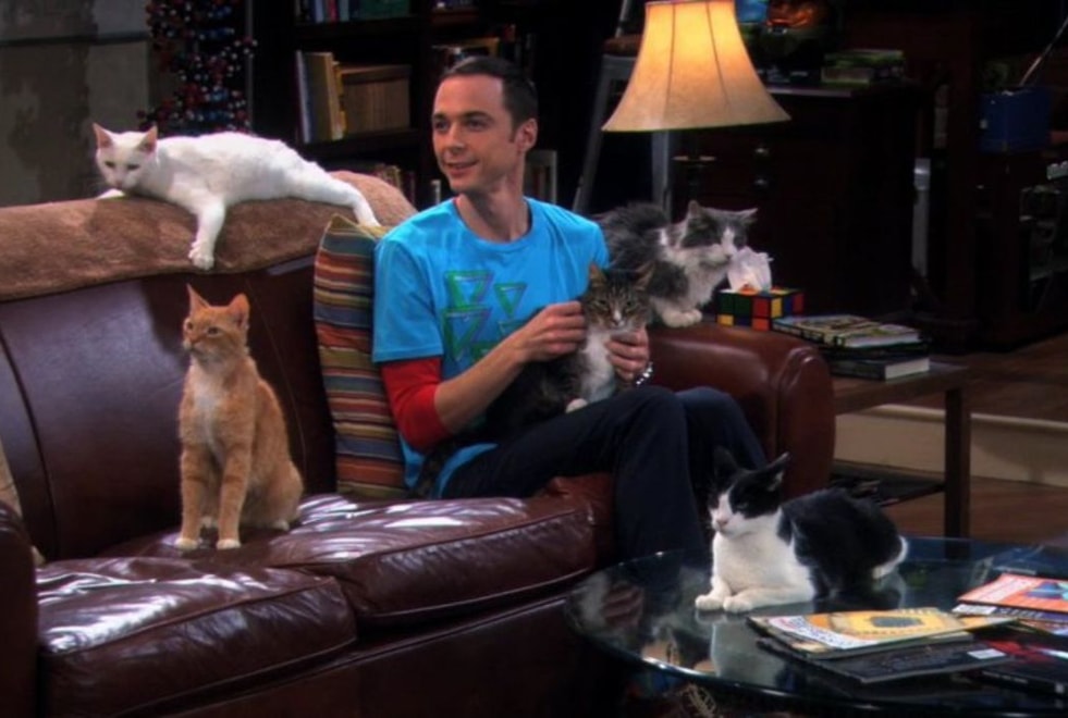 The Big Bang Theory : aviez-vous remarqué cette incohérence avec Sheldon et les chats ?