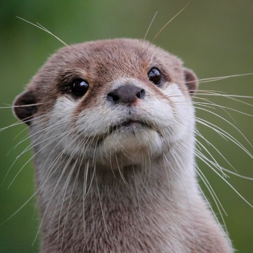 Une loutre